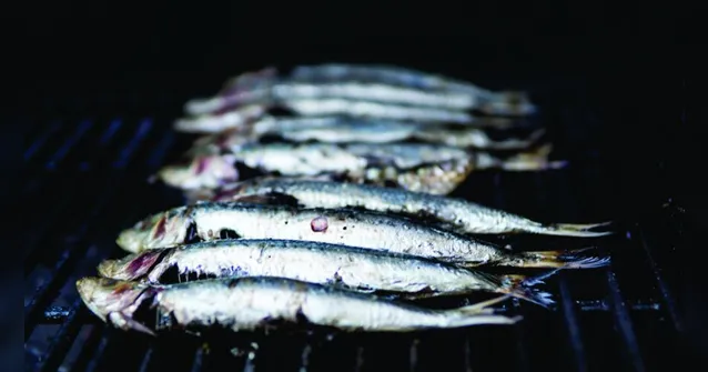 Imagem ilustrativa da notícia É muita sardinha! Vídeo mostra fartura do peixe em Bragança