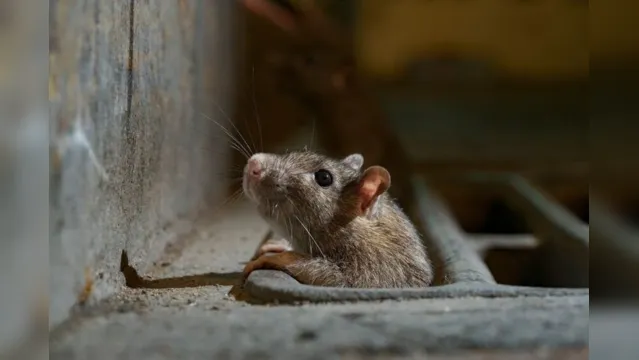 Imagem ilustrativa da notícia Cidade é infestada por milhares de ratos após catástrofes
