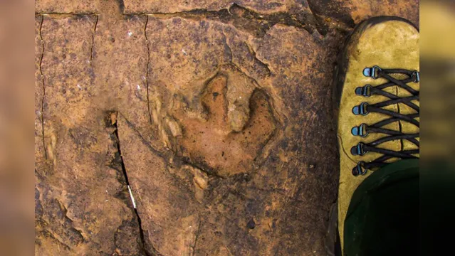 Imagem ilustrativa da notícia Pegadas de 140 milhões de anos são encontradas no MS 