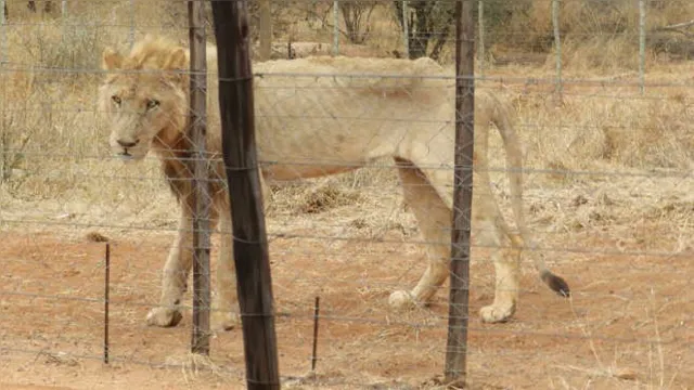 Imagem ilustrativa da notícia Leões famintos atacam turistas na África