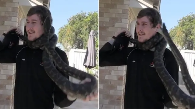 Imagem ilustrativa da notícia Homem resgata cobra python e leva mordida no rosto