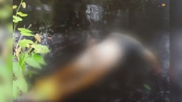 Imagem ilustrativa da notícia Homem é achado morto com rosto devorado por peixes