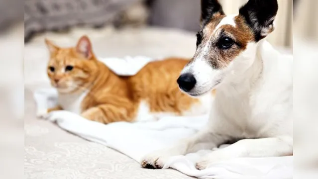 Imagem ilustrativa da notícia Feira de adoção de cães e gatos será domingo em Marituba