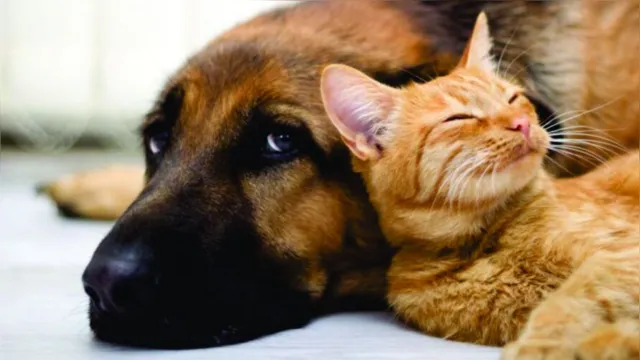 Imagem ilustrativa da notícia Ananindeua promove castração gratuita de cães e gatos