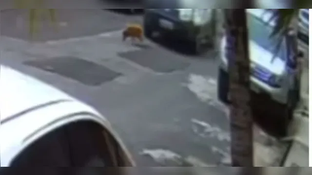 Imagem ilustrativa da notícia Vídeo: motorista esmaga cabeça de cachorro de propósito 