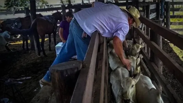 Imagem ilustrativa da notícia Pará registra aumento de postos de trabalho na agropecuária