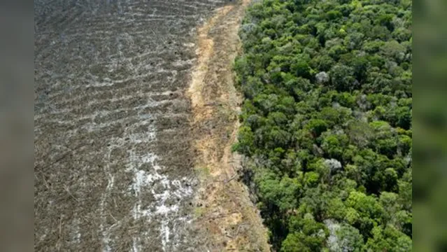 Imagem ilustrativa da notícia Amazônia teve desmatamento recorde em abril de 2021