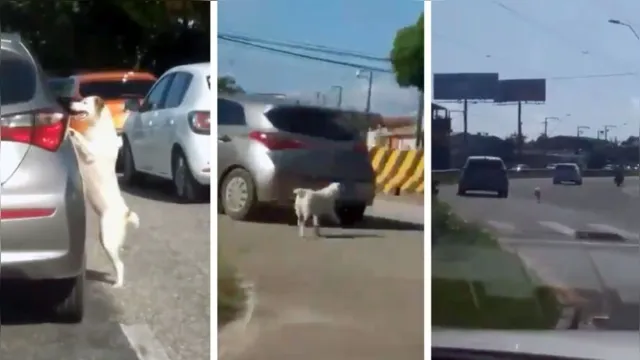 Imagem ilustrativa da notícia Dona de cadela que correu atrás de carro explica ocorrido