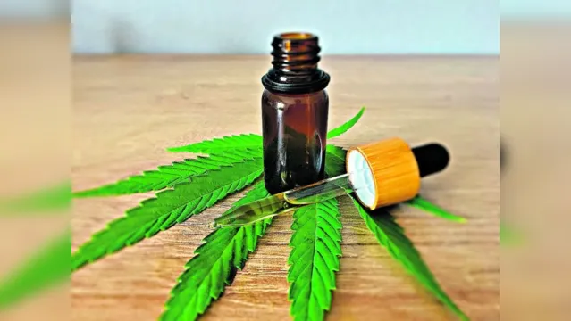 Imagem ilustrativa da notícia Cultivo da Cannabis para uso medicinal seguirá critérios