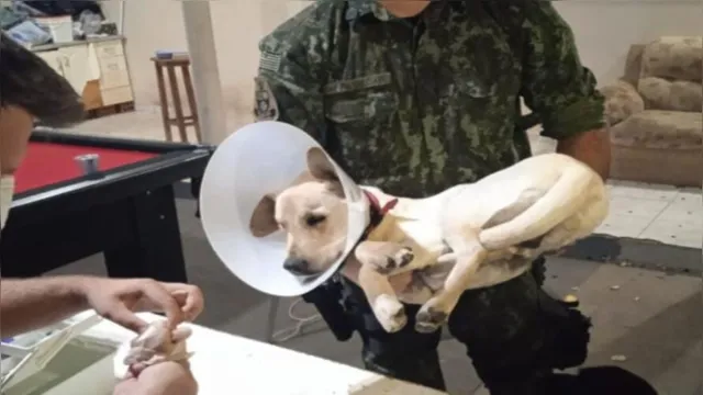 Imagem ilustrativa da notícia Cão é resgatado após ser castrado e filmado por estudantes