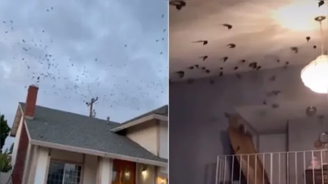 Imagem ilustrativa da notícia Vídeo: bando de aves invade casa de forma brutal