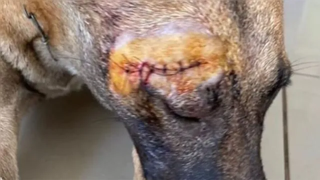 Imagem ilustrativa da notícia Golpes de terçado deixam cão com risco de morte no Pará