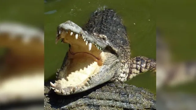 Imagem ilustrativa da notícia Imagens fortes: crocodilo arranca perna de criança em hotel
