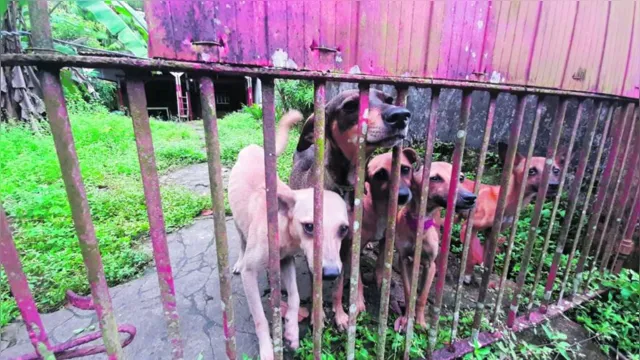 Imagem ilustrativa da notícia Cães flagrados em condições de maus-tratos em Mosqueiro