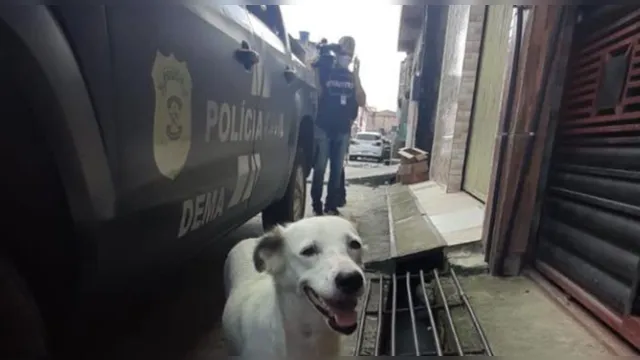 Imagem ilustrativa da notícia Vídeo: Polícia localiza cão abandonado e identifica dona