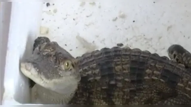 Imagem ilustrativa da notícia Menino compra peixe em site e recebe crocodilo extinto