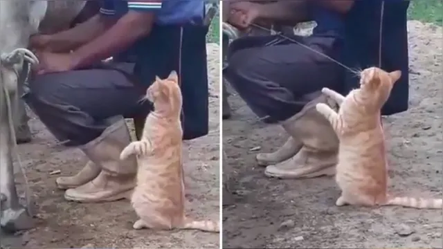 Imagem ilustrativa da notícia Vídeo: gato exige e ganha leite de vaca direto na boca