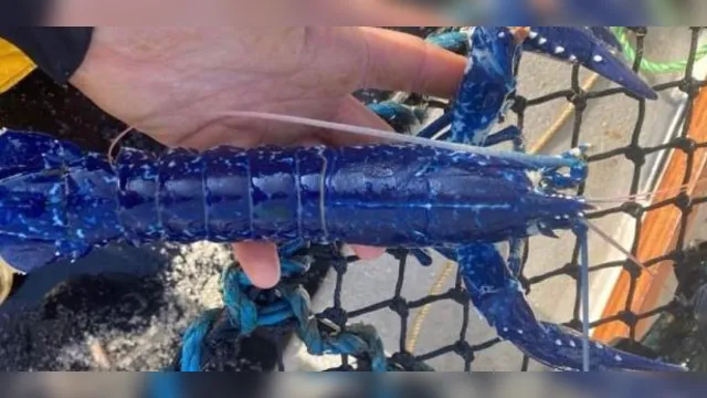 Imagem ilustrativa da notícia Veja: Lagosta azul raríssima é pescada na costa inglesa