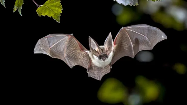 Imagem ilustrativa da notícia Estudo afirma origem do Sars-CoV-2 de morcegos para humanos