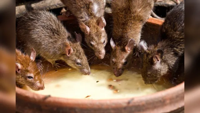 Imagem ilustrativa da notícia Chuva de ratos vivos assusta e vídeo viraliza; assista!