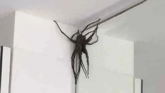 Imagem ilustrativa da notícia Aranhas gigantes assustam em cidade no Brasil