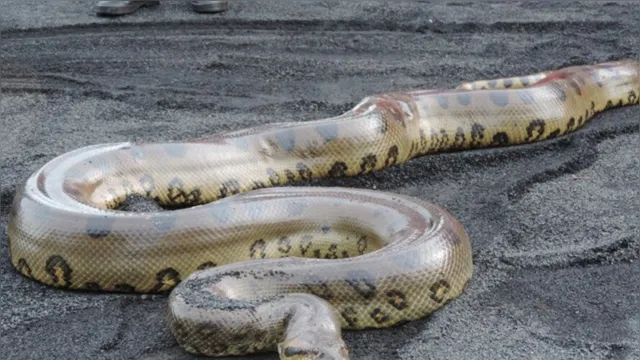 Imagem ilustrativa da notícia Vídeo: cobra gigante surpreende e aparece na cara de turista