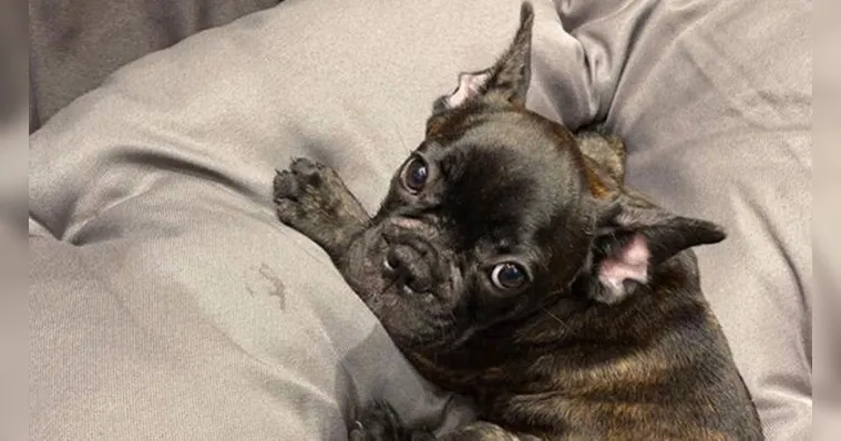 Imagem ilustrativa da notícia Ladrões roubam casa e levam até o cachorro; veja o vídeo!