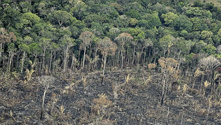 Imagem ilustrativa da notícia Desmatamento na Amazônia cresceu 45% em relação a 2020