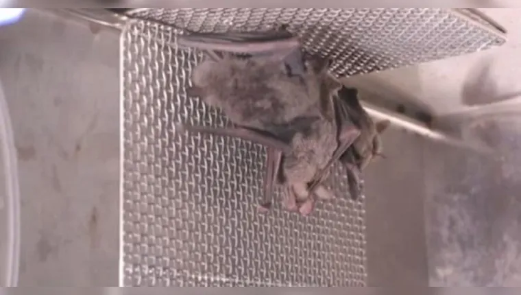 Imagem ilustrativa da notícia Morcegos em laboratório de Wuhan reabrem especulações