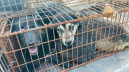 Cachorros resgatados no festival na China