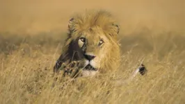 Reserva Natural de Ngorongoro onde animais e humanos vivem em constante conflitos pela sobrevivência