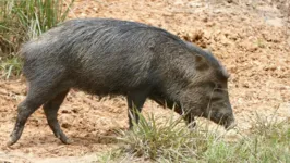 Imagem ilustrativa da notícia Caçador leva tiro ao ser confundido com porco pelo amigo