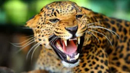 Imagem ilustrativa da notícia Homem entra em jaula de zoológico e é atacado por Jaguar