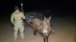 Burro e a droga apreendida pela PF