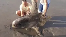 Peixe-lua só é encontrado nas profundezas dos oceanos 