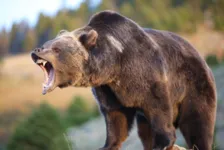 O animal foi identificado como um urso negro asiático.
