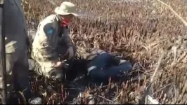 Bombeiro encontra cobra de 80 kg carbonizada