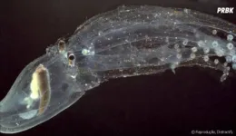 O polvo transparente (Vitreledonella richardi), também chamado de "polvo de vidro".