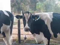 Vaca com orelha congelada por conta de frio em Patrocínio