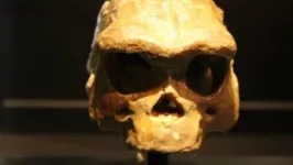 Um crânio de Homo erectus