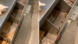 Imagem ilustrativa da notícia Vídeo: baratas infestam quiosque do McDonald's em shopping
