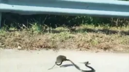 Imagem ilustrativa da notícia Ratazana ataca cobra para salvar filhote. Veja o vídeo