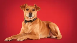 Cães recebem ação no Dia do Amigo.