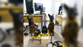 Os cães ajudaram os agentes da PRF localizarem a droga escondida no veículo.