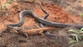 Imagem ilustrativa da notícia Cobra venenosa devora lagarto gigante; veja o vídeo!