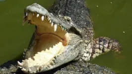 Crocodilo de aproximadamente 2,5 metros atacou soldados que nadaram em um lago.