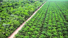 A Agropalma é a maior produtora de óleo de palma sustentável da América Latina, com atuação no Estado desde 1982