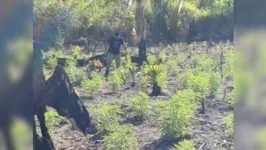 A plantação com três mil pés de maconha foi destruída pela Polícia Civil.
