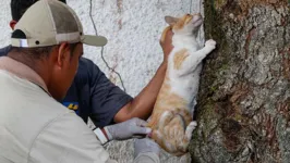 Gatos e cachorros são esperados. Há 37 anos Belém não registra casos de raiva