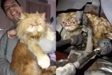 Gato Golias é encontrado sujo de óleo no motor do carro 